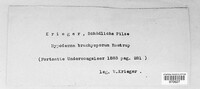 Meloderma desmazieri image